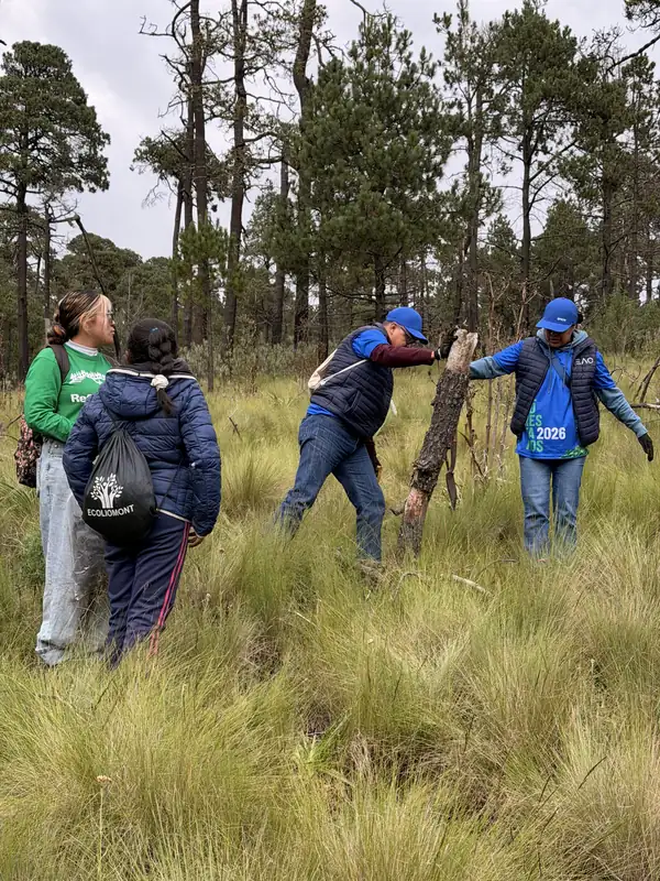 Cuatro personas con chalecos de EAO y playeras de Reforestamos 2026 cruzan un pastizal alto entre pinos hacia la hectárea por reforestar.