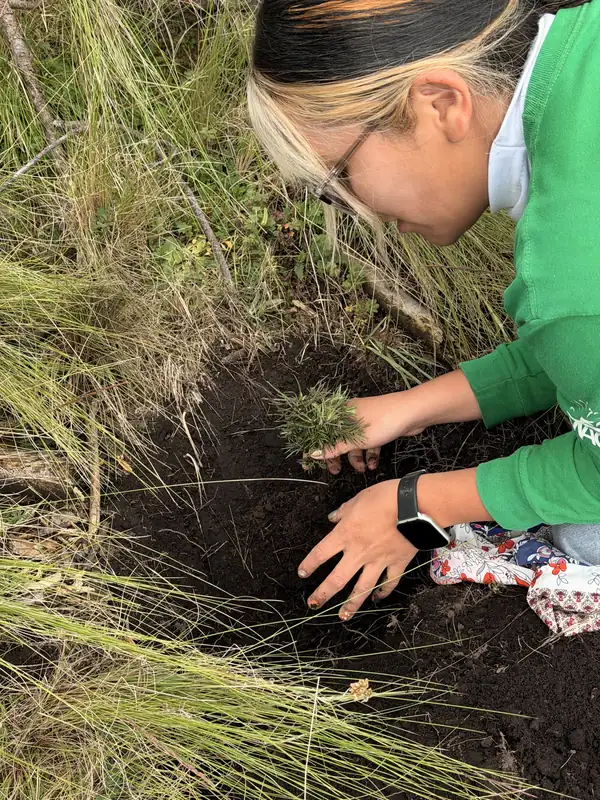 Manos de una persona plantando un oyamel pequeño en una cepa abierta en la tierra negra, entre zacatón, en el Nevado de Toluca.