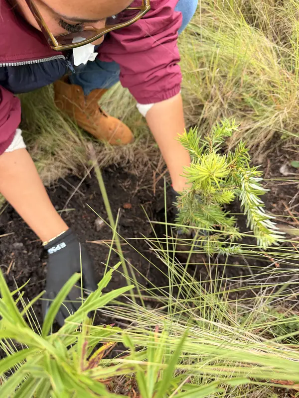 Un oyamel recién plantado, con una mano enguantada apretando la tierra alrededor de la base.