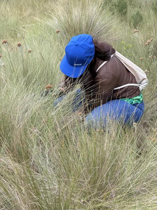 Una persona con gorra azul de Epson, agachada entre zacatones altos, plantando un árbol.